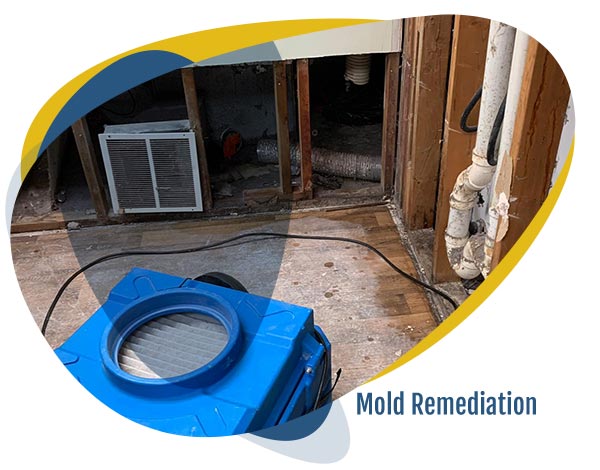 Mold Remediation Service Mold Remediation Service